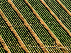 Agriculture_2_ASA Blog Post Images_400x300